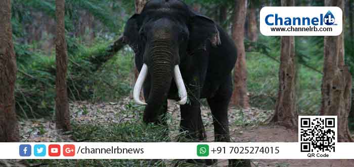 Read more about the article കാട്ടനയുടെ കുത്തേറ്റ് തോട്ടം തൊഴിലാളി മരിച്ചു