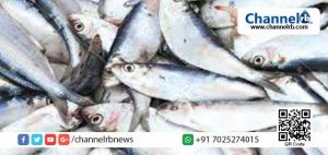 Read more about the article ഫോര്‍മലിന്‍ കലര്‍ന്ന മീന്‍; വിപണികളില്‍ ആശങ്ക പരന്നതോടെ നല്ല മീന്‍ വാങ്ങാനും ആളില്ല