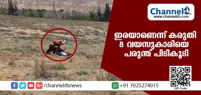 You are currently viewing ഇരയാണെന്ന് കരുതി എട്ടുവയസുള്ള പെണ്‍കുട്ടിയെ ഭീമന്‍ പരുന്ത് പിടികൂടി;പിന്നീട് സംഭവിച്ചത്