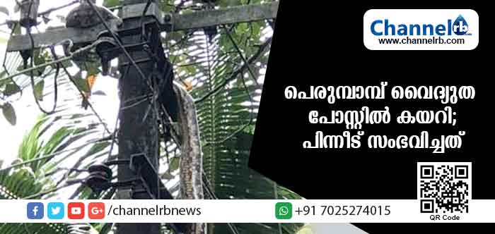 You are currently viewing ഇരയെ പിടികൂടാന്‍ എത്തിയ പെരുമ്പാമ്പ് വൈദ്യുത പോസ്റ്റില്‍ കയറി; പിന്നീട് സംഭവിച്ചത്