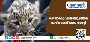 Read more about the article കുഞ്ഞുങ്ങള്‍ കിടന്നിരുന്ന കൊതുകുവലയ്ക്കുള്ളില്‍ അമ്മ കണ്ട കാഴ്ച