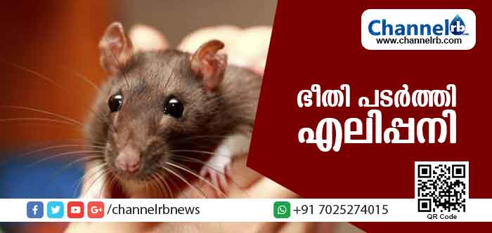 You are currently viewing പ്രളയമേഖലയില്‍ ഭീതി പടര്‍ത്തി എലിപ്പനി; രണ്ട് ദിവസത്തിനിടെ മരിച്ചത് എട്ട് പേര്‍