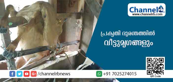 You are currently viewing മഴക്കെടുതി റിപോര്‍ട്ട് ലൈവ് ചെയ്യാന്‍ മാധ്യമങ്ങള്‍ മല്‍സരിക്കുന്നു; പ്രകൃതിദുരന്തത്തില്‍ മരണപ്പെട്ടവരില്‍ 200 ഓളം വീട്ടുമൃഗങ്ങളും ഉള്‍പെടും; ഈ മിണ്ടാപ്രാണികളുടെ ദുരിതം ആരറിയും; വയനാട്ടിലെ ഒരു മൃഗഡോക്ടറുടെ വിലാപം സോഷ്യല്‍ മീഡിയയില്‍ വൈറലാകുന്നു