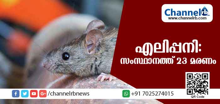 You are currently viewing എലിപ്പനി ബാധിച്ച് സംസ്ഥാനത്ത് അഞ്ചുദിവസത്തിനിടെ 23 മരണം;അതീവജാഗ്രതാ നിര്‍ദേശം
