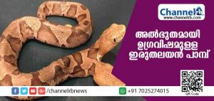 Read more about the article ശാസ്ത്രലോകത്തെ അല്‍ഭുതമായി ഉഗ്രവിഷമുള്ള ഇരുതലയന്‍ പാമ്പ്