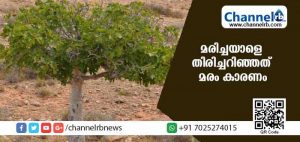 Read more about the article 40 വര്‍ഷം മുമ്പ് മരിച്ചയാളുടെ മൃതദേഹം കണ്ടെത്തി; വയറ്റില്‍ കിളിര്‍ത്തുവന്ന മരം മരിച്ചയാളെ തിരിച്ചറിയാന്‍ സഹായകമായി