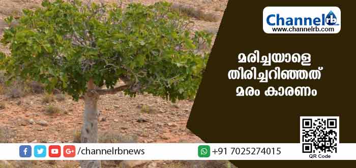 You are currently viewing 40 വര്‍ഷം മുമ്പ് മരിച്ചയാളുടെ മൃതദേഹം കണ്ടെത്തി; വയറ്റില്‍ കിളിര്‍ത്തുവന്ന മരം മരിച്ചയാളെ തിരിച്ചറിയാന്‍ സഹായകമായി