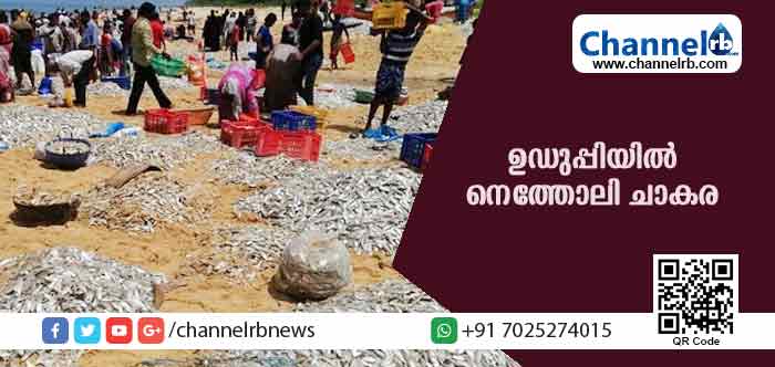 You are currently viewing ഉഡുപ്പി ഹെജ്മഡെ അമസീക്കരെ കടപ്പുറത്ത് ജീവനുള്ള നെത്തോലികളെത്തി; ഇതുവരെ കാണാത്ത ചാകര കാഴ്ച്ചയെന്ന് നാട്ടുകാര്‍