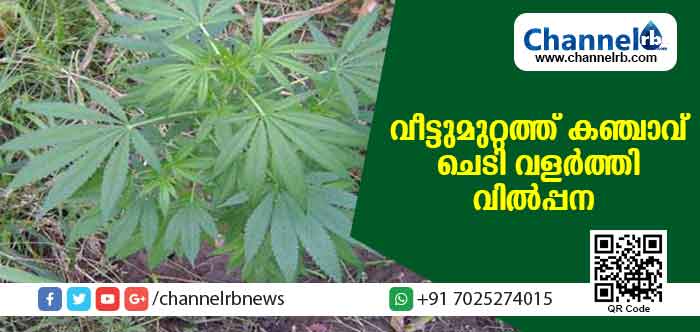 You are currently viewing വീടിൻ്റെ മുറ്റത്ത് കഞ്ചാവ് ചെടികള്‍ വളര്‍ത്തി വില്‍പ്പന; യുവാവ് കുടുങ്ങിയതിങ്ങനെ