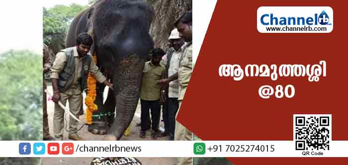 You are currently viewing എണ്‍പതാം പിറന്നാളിന് കേക്ക് മുറിച്ച് ആഘോഷിച്ച ആനമുത്തശ്ശി; ഫോട്ടോ വൈറല്‍