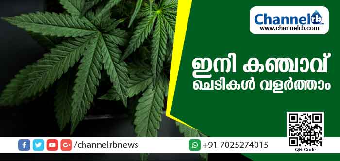 You are currently viewing കാനഡയില്‍ ഇനി കഞ്ചാവ് ഉപയോഗിക്കുന്നതും ചെടികള്‍ വളര്‍ത്തി കൈവശം വയ്ക്കുന്നതും കുറ്റകരമല്ല