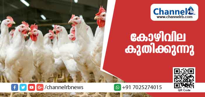 You are currently viewing കേരളത്തില്‍ കോഴിയിറച്ചിയുടെ വില കുതിക്കുന്നു; കിലോയ്ക്ക് 150 കടന്നു