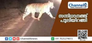 Read more about the article ശബരിമല സന്നിധാനത്ത് പുലിയിറങ്ങി: കാട്ടുപന്നിയെ ആക്രമിച്ചു