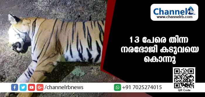 Read more about the article സുപ്രീം കോടതി ഉത്തരവിട്ടു; 13 പേരെ കൊലപ്പെടുത്തിയ നരഭോജി കടുവയെ വെടിവെച്ചു കൊന്നു