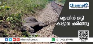 Read more about the article ട്രെയിന്‍ തട്ടി കാട്ടാന ചരിഞ്ഞു; സംഭവം വെള്ളിയാഴ്ച പുലര്‍ച്ചെ