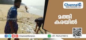 Read more about the article തൃക്കരിപ്പൂര്‍ കടപ്പുറം പാണ്ട്യാലക്കടവില്‍ ഒന്നര കിലോമീറ്ററോളം നീളത്തില്‍ കരയില്‍ മത്തിയെത്തി; കാരണം തേടി തീരദേശവാസികള്‍