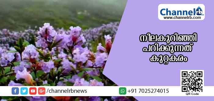 Read more about the article നീലകുറിഞ്ഞി പറിക്കുന്നത് കുറ്റകരം; നശിപ്പിക്കുന്നവരില്‍ നിന്ന് പിഴയീടാക്കുമെന്ന് വനംവകുപ്പ്