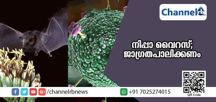 You are currently viewing പച്ചക്കറികളും പഴ വര്‍ഗങ്ങളും കഴിക്കുമ്പോള്‍ ശ്രദ്ധിക്കുക! നിപ്പാ വൈറസ് വരുന്നു; കനത്ത ജാഗ്രത നിര്‍ദേശവുമായി സര്‍ക്കാര്‍