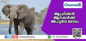 Read more about the article ആഫ്രിക്കന്‍ ആനകള്‍ക്ക് അപൂര്‍വ രോഗം; എട്ട് ആനകള്‍ ചരിഞ്ഞു