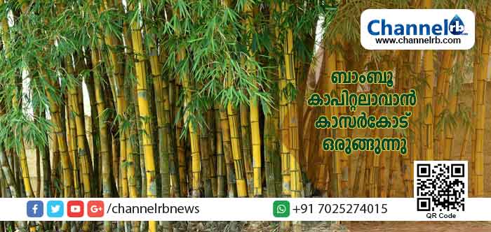 You are currently viewing ദക്ഷിണേന്ത്യയുടെ ‘ബാംബൂ കാപിറ്റലാ’വാന്‍ കാസര്‍കോട് ഒരുങ്ങുന്നു; പ്രവര്‍ത്തനങ്ങള്‍ ത്വരിതഗതിയില്‍