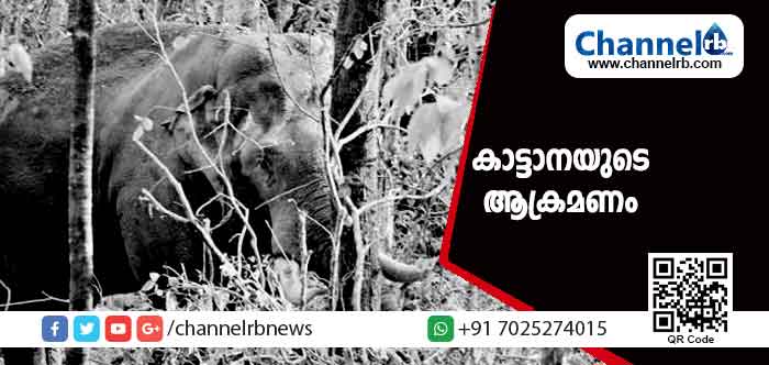 You are currently viewing കാട്ടാനയുടെ ആക്രമണത്തില്‍ ശബരിമല തീര്‍ത്ഥാടകന് ദാരുണാന്ത്യം; സംഭവം കാനന പാതയില്‍