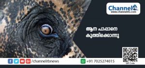Read more about the article തൃശ്ശൂരിൽ ഇടഞ്ഞ ആനയുടെ കുത്തേറ്റ് പാപ്പാൻ മരിച്ചു; മറ്റൊരാൾ പരിക്കുകളോടെ ആശുപത്രയിൽ