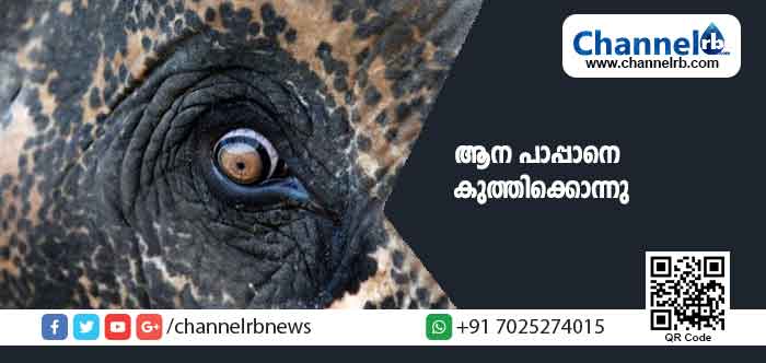 You are currently viewing തൃശ്ശൂരിൽ ഇടഞ്ഞ ആനയുടെ കുത്തേറ്റ് പാപ്പാൻ മരിച്ചു; മറ്റൊരാൾ പരിക്കുകളോടെ ആശുപത്രയിൽ