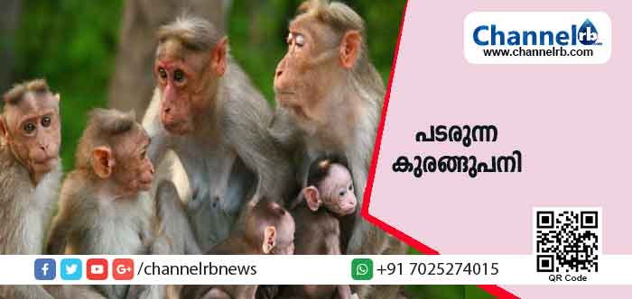 You are currently viewing കർണാടകയിൽ പടരുന്ന കുരങ്ങുപനി; കേരളത്തിലെ അതിർത്തി ജില്ലകളിലും ജാഗ്രതാ നിർദേശം; വനപ്രദേശങ്ങളില്‍ കുരങ്ങുമരണം ശ്രദ്ധയില്‍പെട്ടാല്‍ ചെയ്യേണ്ടത്