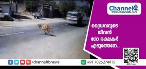 Read more about the article പശുവിൻ്റെ ജീവൻ രക്ഷിക്കാൻ തൻ്റെ സുരക്ഷപോലും നോക്കിയില്ല; ടാങ്കര്‍ ലോറി ഡ്രൈവറുടെ മനക്കരുത്തിന് സോഷ്യൽ മീഡിയകളിൽ മികച്ച കയ്യടി; പശുവിന് വല്ലതും പറ്റിയിരുന്നെങ്കിൽ ഡ്രൈവറുടെ ജീവൻ ഗോ രക്ഷകർ എടുത്തേനേ..!
