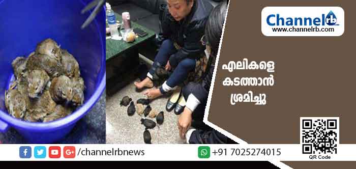 You are currently viewing പലതരത്തിലുള്ള കള്ളക്കടത്തും ഉദ്യോഗസ്ഥർ പിടികൂടാറുണ്ട്; ഇതിൽ കൂടുതലും സ്വർണമാണ്; എന്നാൽ ഒരു യുവതി കുറച്ചു എലികളെ ശരീരത്തിൻ്റെ പല ഭാഗത്തും ഒളിപ്പിച്ച് കടത്തിയാലോ; എന്ത്  സംഭവിക്കും.?