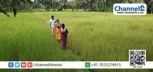 Read more about the article നെല്‍കൃഷിക്ക് തയ്യാറായി ജില്ലയിലെ 160 ഹെക്ടര്‍ തരിശു നിലങ്ങള്‍