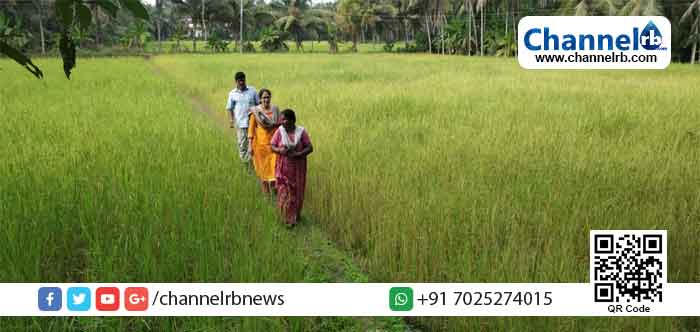 Read more about the article നെല്‍കൃഷിക്ക് തയ്യാറായി ജില്ലയിലെ 160 ഹെക്ടര്‍ തരിശു നിലങ്ങള്‍