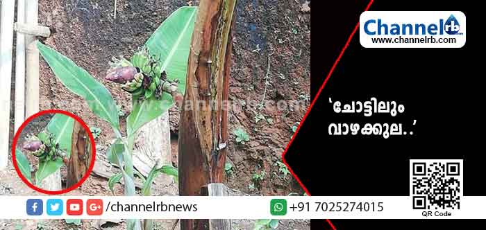 You are currently viewing നേന്ത്രൻവാഴ കുലച്ചപ്പോൾ കർഷകനും കുടുംബത്തിനും ആഹ്ളാദം മാത്രമല്ല, കൗതുകവും; മൂന്നോളം പടന്നകളോടെ വാഴയുടെ ചോട്ടിലാണ് കുലച്ചത്