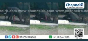 Read more about the article ആനയുടെ അടിയിൽപെട്ട് പാപ്പാന് ദാരുണ അന്ത്യം: അപകടം ആനയെ കുളിപ്പിക്കുന്നതിനിടെ