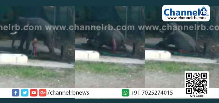 You are currently viewing ആനയുടെ അടിയിൽപെട്ട് പാപ്പാന് ദാരുണ അന്ത്യം: അപകടം ആനയെ കുളിപ്പിക്കുന്നതിനിടെ