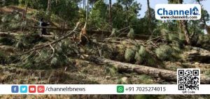 Read more about the article ഇന്ത്യന്‍ വ്യോമസേനയുടെ ബോംബാക്രമണത്തില്‍ വ്യാപകമായി മരങ്ങള്‍ നശിപ്പിച്ചു; പാകിസ്താനിൽ ഇന്ത്യന്‍ വ്യോമസേനാ പൈലറ്റിനെതിരെ വനം വകുപ്പിന്‍റെ എഫ്.ഐ.ആര്‍