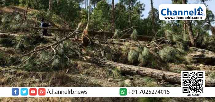 You are currently viewing ഇന്ത്യന്‍ വ്യോമസേനയുടെ ബോംബാക്രമണത്തില്‍ വ്യാപകമായി മരങ്ങള്‍ നശിപ്പിച്ചു; പാകിസ്താനിൽ ഇന്ത്യന്‍ വ്യോമസേനാ പൈലറ്റിനെതിരെ വനം വകുപ്പിന്‍റെ എഫ്.ഐ.ആര്‍