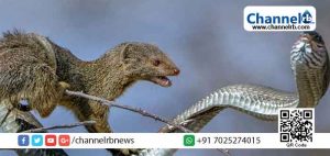 Read more about the article അവര്‍  തമ്മില്‍ കണ്ടാല്‍ കീരിയും പാമ്പും പോലെയാണ് എന്ന് പറയുന്നത് കേട്ടിട്ടില്ലേ? കീരിയും പാമ്പും ശത്രുക്കള്‍ ആണെന്ന് പറയുന്നത് എന്തുകൊണ്ടാണ് എന്നറിയാമോ?