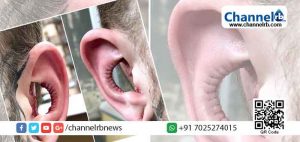 Read more about the article ഇത് പുതിയ ട്രെന്‍ഡ്; ചെവിയുടെ ഉള്‍വശം പൂര്‍ണമായും നീക്കം ചെയ്ത് വ്യത്യസ്തതയുമായി ഒരു യുവാവ്