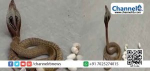 Read more about the article കര്‍ണാടകയിലെ മധുര്‍ പട്ടണത്തില്‍ തിരക്കേറിയ റോഡില്‍ മുട്ടയിട്ട് മൂര്‍ഖന്‍; ദൃശ്യങ്ങള്‍ വൈറലാകുന്നു