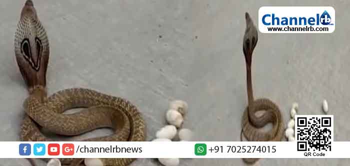 You are currently viewing കര്‍ണാടകയിലെ മധുര്‍ പട്ടണത്തില്‍ തിരക്കേറിയ റോഡില്‍ മുട്ടയിട്ട് മൂര്‍ഖന്‍; ദൃശ്യങ്ങള്‍ വൈറലാകുന്നു