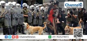 Read more about the article മനുഷ്യരും നായകളും തമ്മിലുള്ള ബന്ധത്തിന്‍റെ പഴക്കം 15000ല്‍ അധികം വര്‍ഷം; മനുഷ്യരുടെ എല്ലാവിധ പ്രവർത്തനങ്ങളിലും അവയുണ്ടായിരുന്നിരിക്കും; അപ്പോൾ സമരങ്ങളിലോ ?