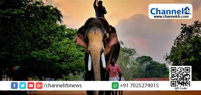 You are currently viewing ആനയുടെ സ്‌നേഹം ശരിക്ക് അനുഭവിച്ചവരെ നിങ്ങള്‍ കണ്ടിട്ടുണ്ടോ? ;പൊട്ടിയ തലയോട്ടിക്ക് ഉള്ളിൽ നിന്നും ഒലിച്ചിറങ്ങുന്ന തലച്ചോറ് കണ്ടിട്ടുണ്ടോ ?; ഡോ.ജിനേഷ് പി.എസ് പറയുന്നു