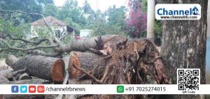 Read more about the article അടിമാലി സര്‍ക്കാര്‍ സ്‌കൂളില്‍ വന്‍മരം കടപുഴകി; അപകടം ഒഴിവായത് തലനാരിഴയ്ക്ക്