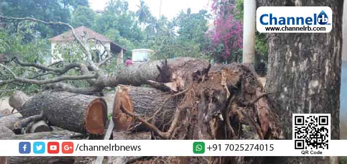 Read more about the article അടിമാലി സര്‍ക്കാര്‍ സ്‌കൂളില്‍ വന്‍മരം കടപുഴകി; അപകടം ഒഴിവായത് തലനാരിഴയ്ക്ക്