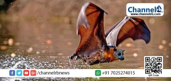 You are currently viewing വൈദ്യുതി പ്രതിസന്ധിയ്ക്ക് കാരണം വവ്വാലുകള്‍; വിചിത്രവാദവുമായി മധ്യപ്രദേശിലെ കോൺഗ്രസ് സര്‍ക്കാര്‍