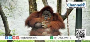 Read more about the article ‘ബിനി’ ഇന്ത്യയിലെ അവസാന ആള്‍ക്കുരങ്ങ്‌ മരണത്തിന് കീഴടങ്ങി