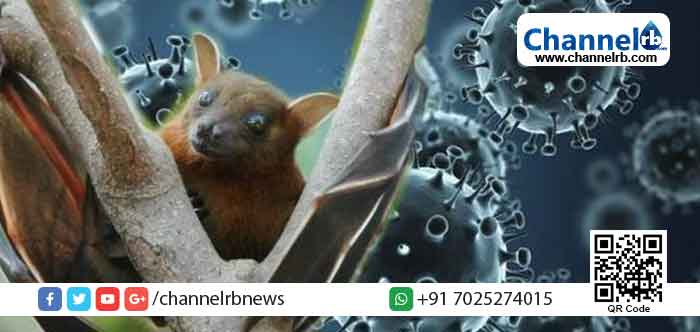 You are currently viewing കുറഞ്ഞ ദിവസത്തിനിടെ നൂറ് കണക്കിന് വവ്വാലുകള്‍ കൂട്ടത്തോടെ ചത്തൊടുങ്ങി; മധ്യപ്രദേശില്‍ ‘നിപ വൈറസ്’ മുന്നറിയിപ്പ്