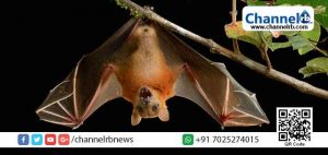 Read more about the article നിപയ്ക്ക് കാരണം വവ്വാല്‍; പരിശോധനകളില്‍ വൈറസ് കണ്ടെത്തിയതായി കേന്ദ്ര ആരോഗ്യ മന്ത്രി