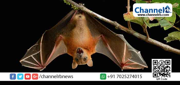 You are currently viewing നിപയ്ക്ക് കാരണം വവ്വാല്‍; പരിശോധനകളില്‍ വൈറസ് കണ്ടെത്തിയതായി കേന്ദ്ര ആരോഗ്യ മന്ത്രി